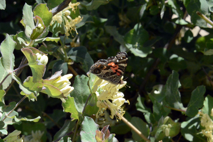 To date, Western White Honeysuckle has few records of insect uses. However the genus Lonicera is known to attract large numbers of butterflies. Here a species of a Painted Lady (Vanessa) butterfly appears to be enjoying a Western White Honeysuckle flower.  Lonicera albiflora 
